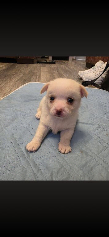 Pomchi