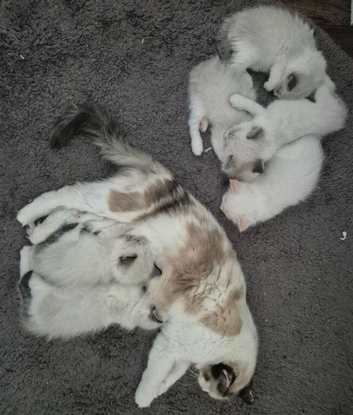 Bi-Colour Ragdoll's