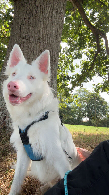 Loving Deaf collie cross looking for forever home
