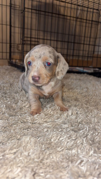 Beautiful Dachshund