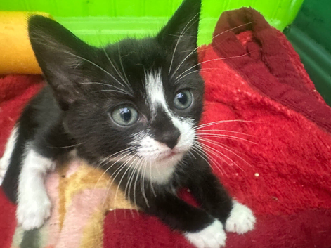 Kitten