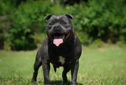Prince- SOLID BLUE CHAMPION BRED