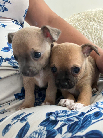 Chihuahua puppies
