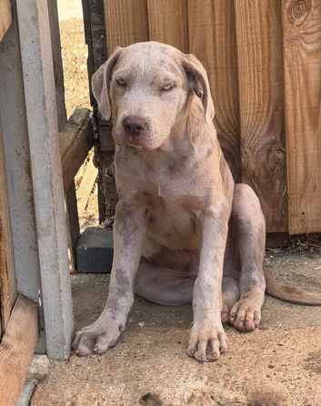 (URGENT) Male cane corso puppy for sale