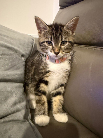 Female Tabby Kitten