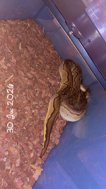 Blackhead enchi clown