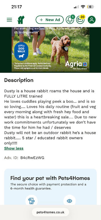 Rabbit looking for forever home