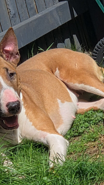 English bullterrier litter