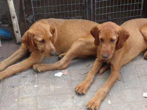 3/4 BRED WIREHAIRED HUNGARIAN VIZSLAS ..