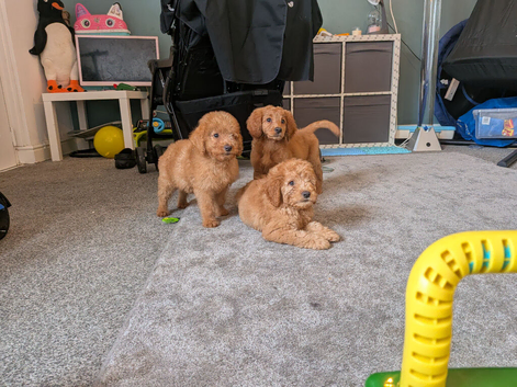 Stunning F2 labradoodles*3 left ready now*