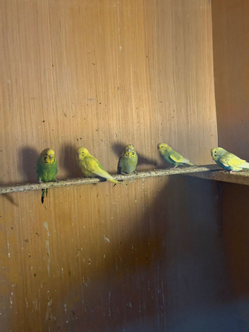 budgree pair