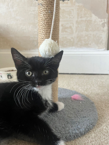 Female kitten 3 months old