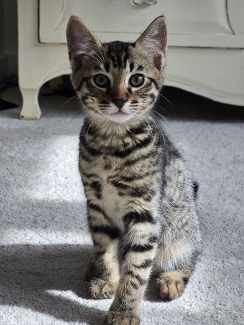 Beautiful Bengal kittens - ready now - only 2 left