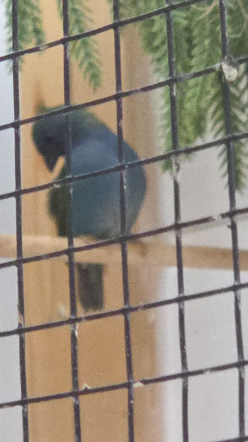 Forbe parrot finches