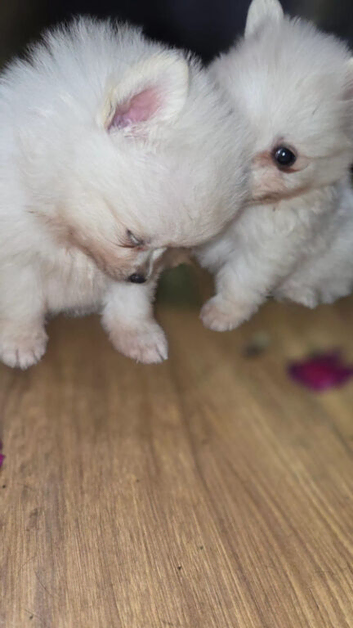 Cream  female pomeranian puppies