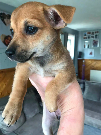 2 beautiful chiweenie puppies