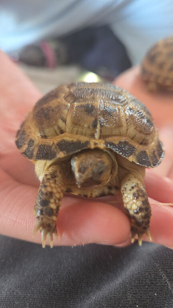 Horsefield tortoise