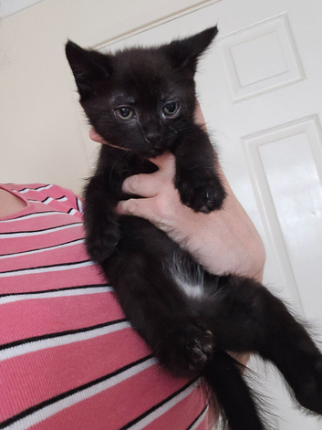 Last one left READY NOW 3 chunky kittens
