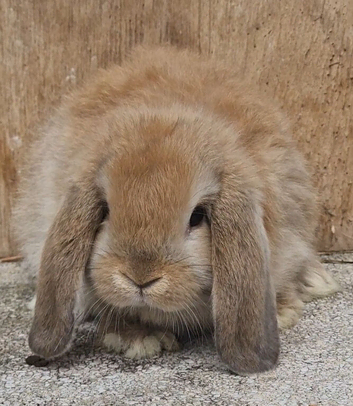 Pure  mini lops ready to leave 6th june