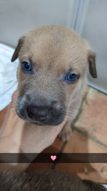 Rottweiler x boerboel