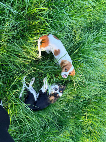 Two Brothers looking for forever home