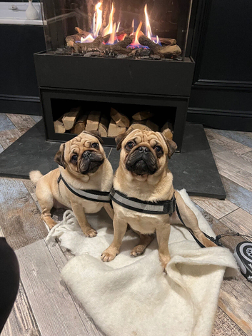 2 male pugs
