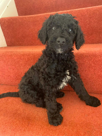 Excellent standard poodles for sale