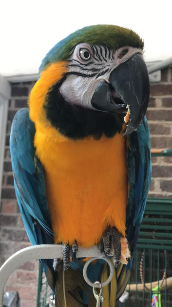 Blue and gold macaw