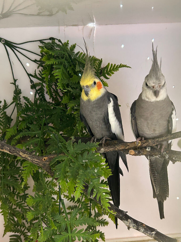 Pair of cockatiels