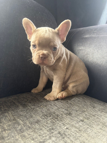 French bulldog puppies