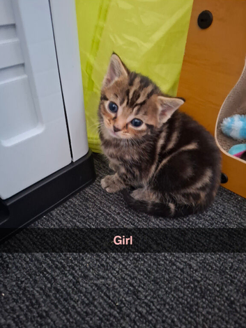Kittens
