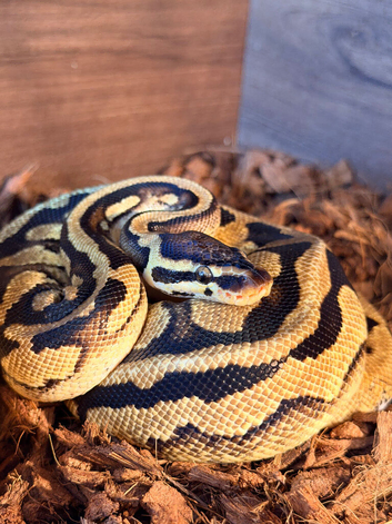 Pastel yellow belly male