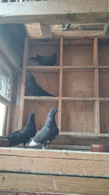 English high fly pigeons for sale