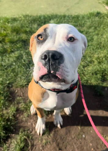 Cane corso x staffy