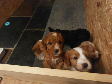 Beautiful F1b Cockapoo Puppies - Caernarfon - &pound;1,450