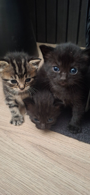 British longhaired x kittens