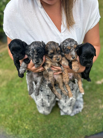 Merle, tricolour and black cockapoo puppies
