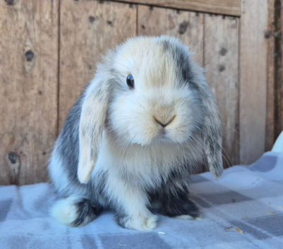 Mini lop babies ready now