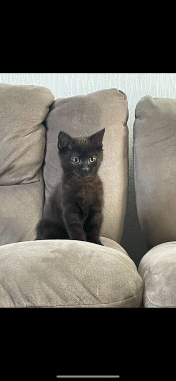 Black female kitten.