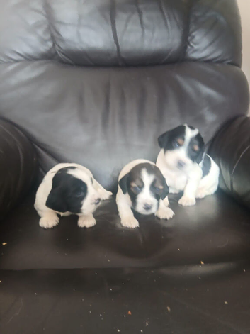 3 springer spaniel puppies