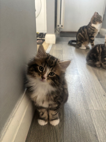 3 beautiful boys looking for there forever homes 12 weeks and 3 days old.