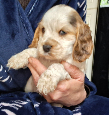 KC Reg Showtype Cocker Spaniel Puppies