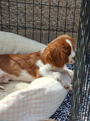 King charles last Blenheim boy .