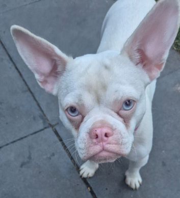 French bull dog
