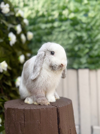 Mini Lop Female Chocolate Magpie
