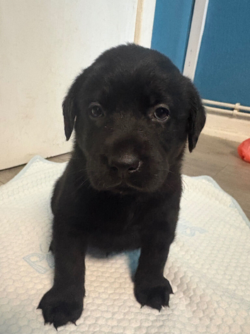 Staffador/ labrastaff pups for sale