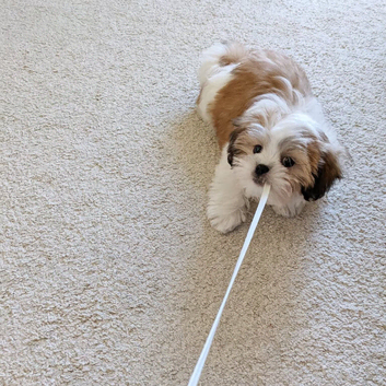 Beautiful Shih Tzu Puppies Ready for New Families