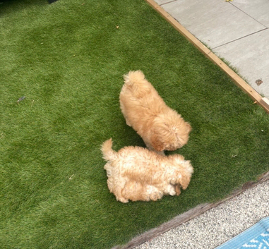 : Stunning, Super Tiny Male Toy Poodle Puppies &ndash; Partly Potty Trained & Beautifully Cared For