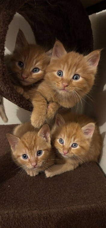 4 male ginger kittens