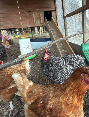 2 Plymouth Rock hens